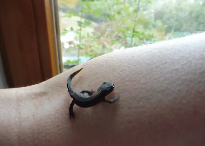 Vakantiehuis Kleine Im Wilden Garten