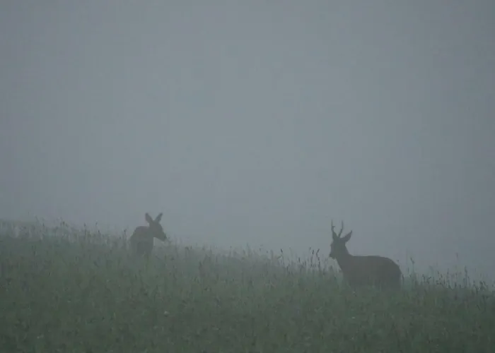 Kleine Im Wilden Garten Vakantiehuis