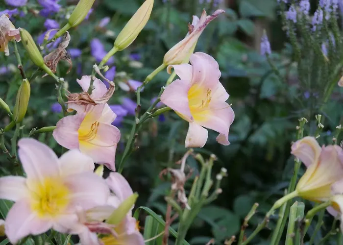 Kleine Im Wilden Garten Gummersbach